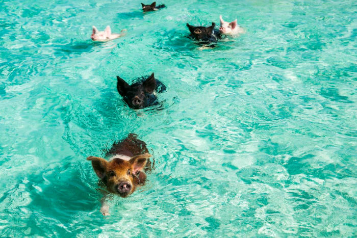 Exuma Tour - GALLERY.jpg